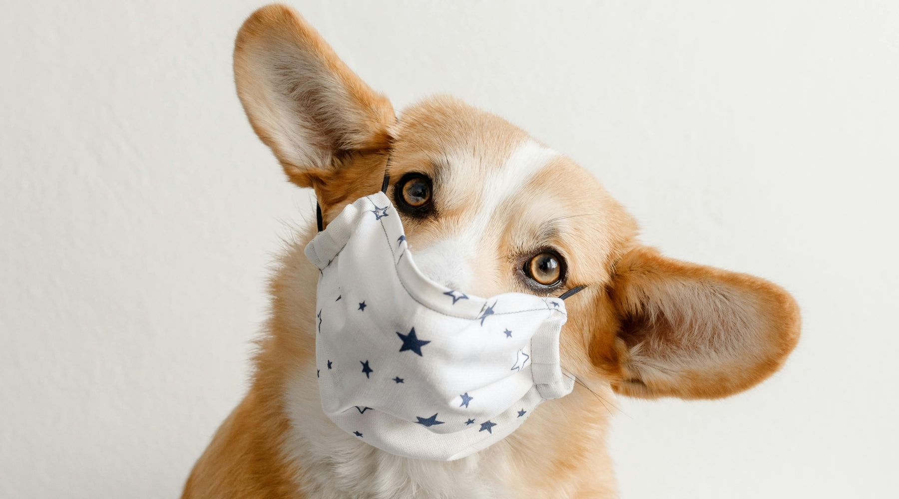 Managing Health Care Costs for Your Dog: Tips and Solutions