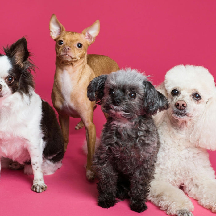 Finding Reliable Care for Your Dog