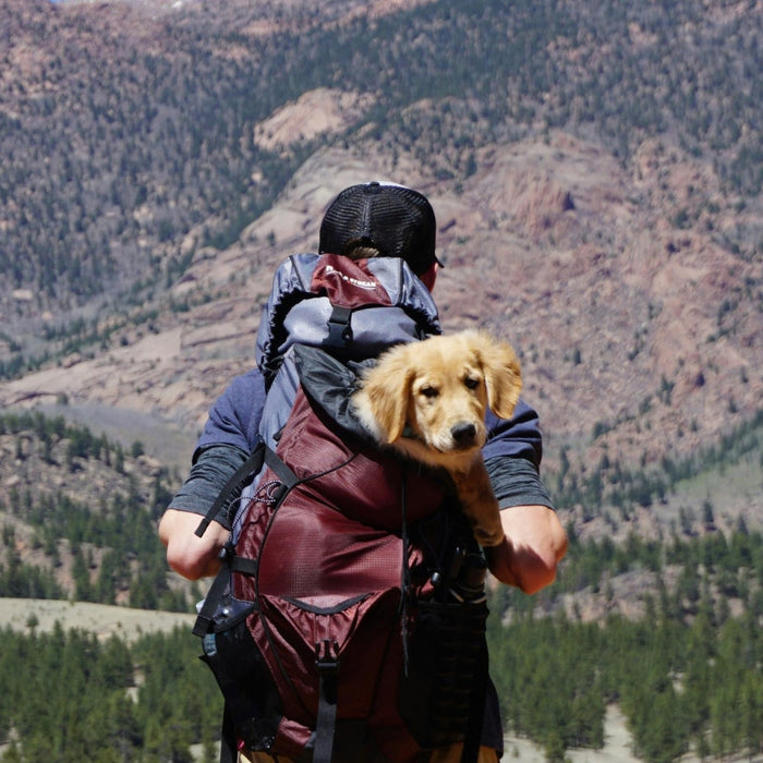 Pet-Friendly Travel and Accommodations: Tips for Traveling with Your Dog