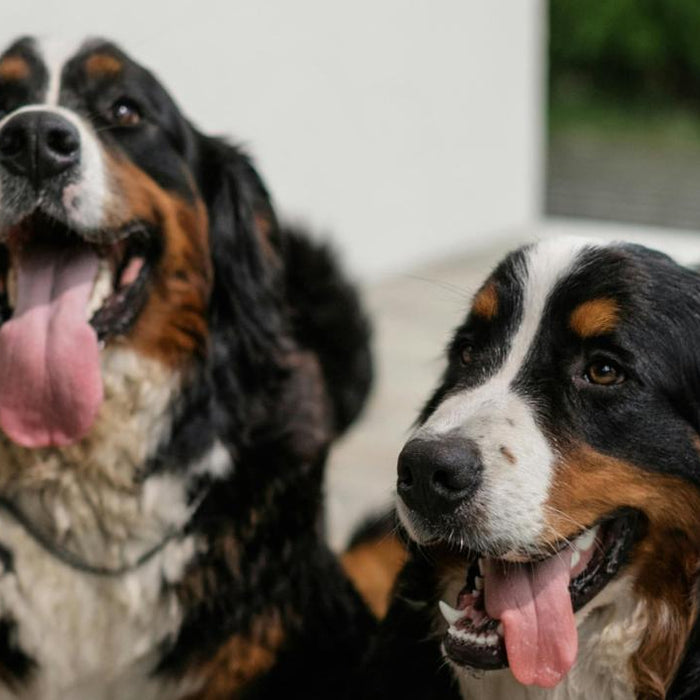 The Importance of Pet Socialization: Helping Your Dog Thrive