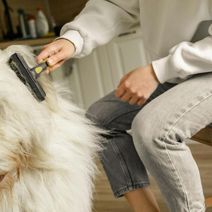Grooming Your Dog: Tips for Every Breed and Budget