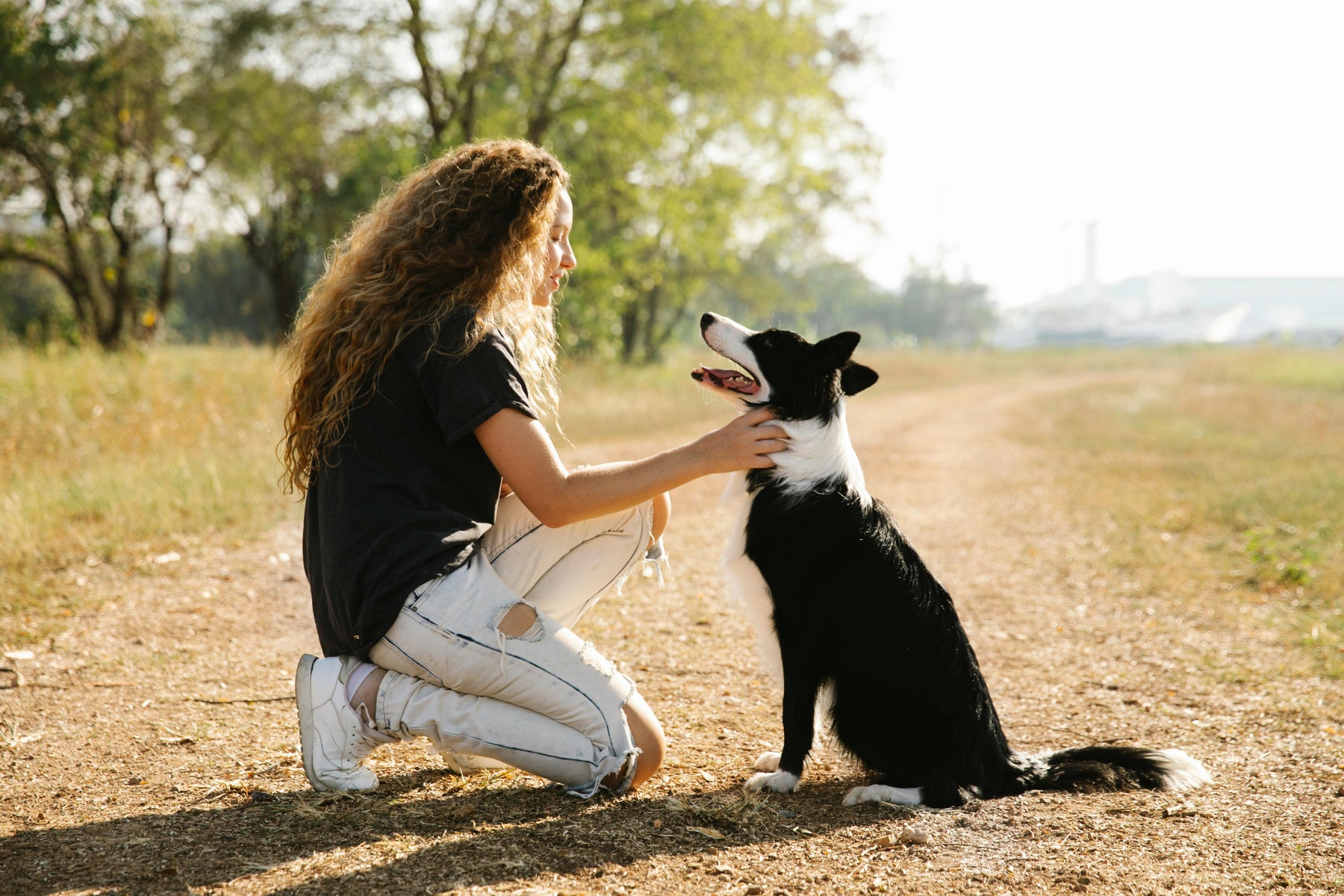 Tackling Training and Behavior Challenges: A Guide for Dog Owners