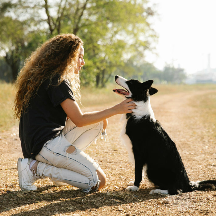 Tackling Training and Behavior Challenges: A Guide for Dog Owners
